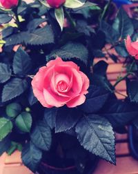 Close-up of pink rose blooming outdoors