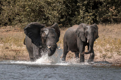 Elephants drinking water