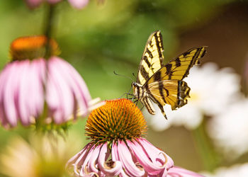 Close-up of butterfly on eastern purple coneflower