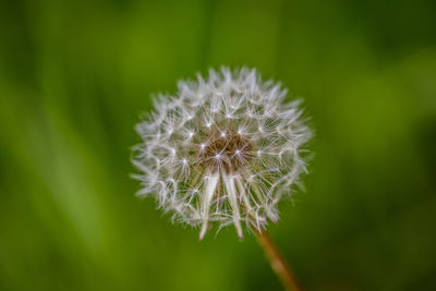 Close-up of dandelion against blurred background