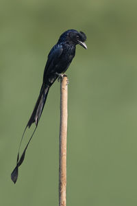 Image of greater racket-tailed drongo on tree stump on nature background. bird. animals.