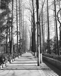 Treelined pathway along trees