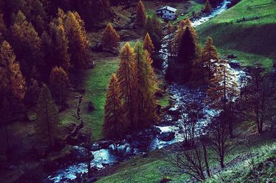 Scenic view of forest