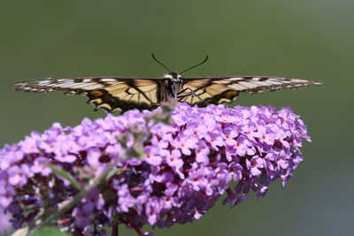 Close-up of butterfly pollinating on purple flower