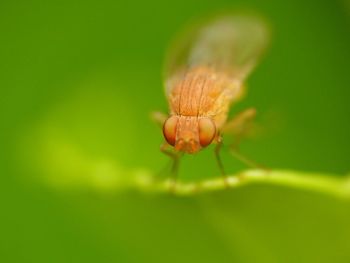 Close-up of insect on plant