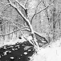 Close-up of bare tree in winter