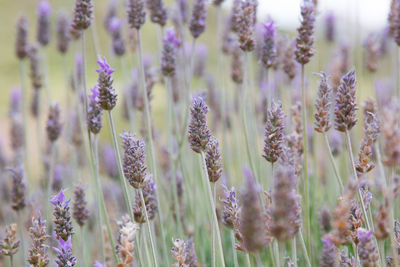 Close-up of purple flowering plants on field