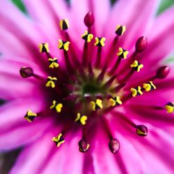 Macro shot of pink flower