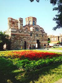 Flowers growing in lawn