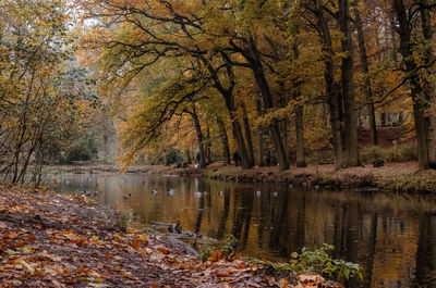 Reflection of trees in lake during autumn