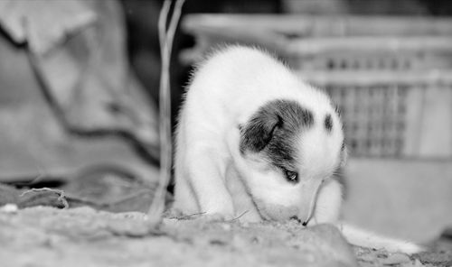 Close-up of kitten sleeping