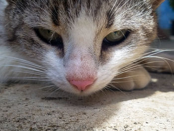 Close-up of a cat