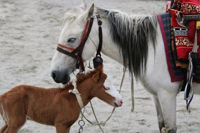 Horses in a row