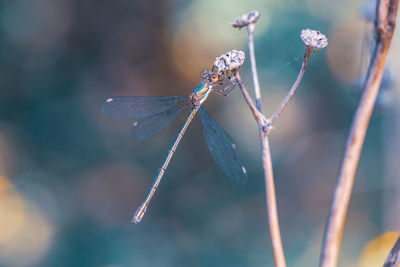 Close-up of dragonfly on plant