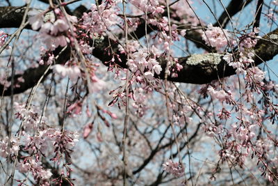 Low angle view of pink flowers blooming on tree