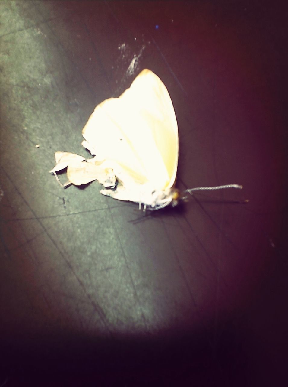 one animal, animal themes, wildlife, animals in the wild, high angle view, bird, insect, close-up, full length, yellow, no people, shadow, indoors, nature, day, sunlight, white color, flying, single object