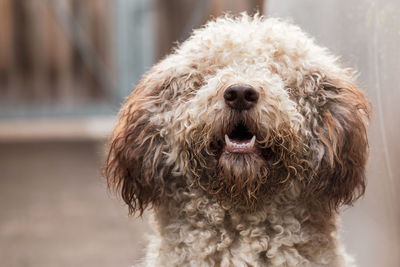 Close-up of dog