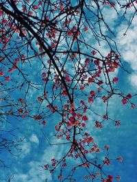 Low angle view of tree branches against sky