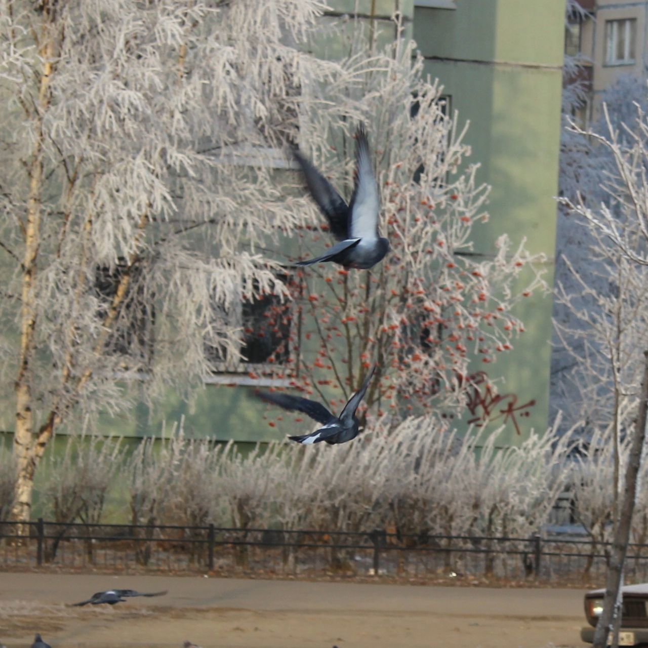 bird, animal themes, animals in the wild, wildlife, one animal, flying, perching, tree, nature, full length, spread wings, day, water, side view, outdoors, two animals, no people, mid-air, beauty in nature, seagull