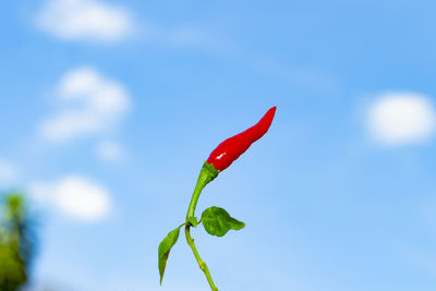 Close-up of red flower against blue sky