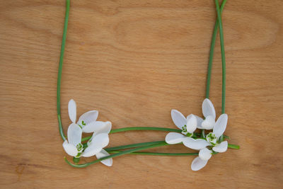 Close-up of white flowering plant on table