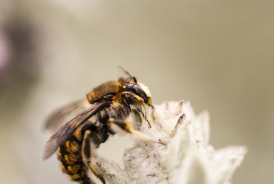 Close-up of bee on flower