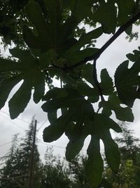 Low angle view of flowering plant against sky