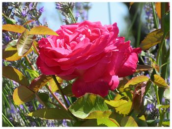 Close-up of pink flower