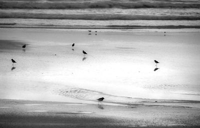 Flock of seagulls on beach