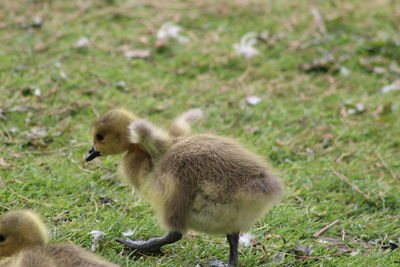 Gosling's in a field