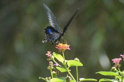 Close-up of butterfly pollinating on flower