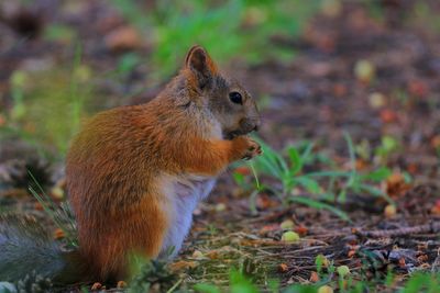 Close-up of squirrel on field