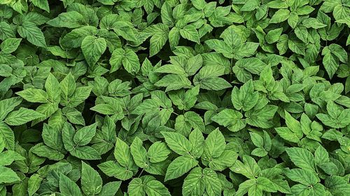 Full frame shot of fresh green plants