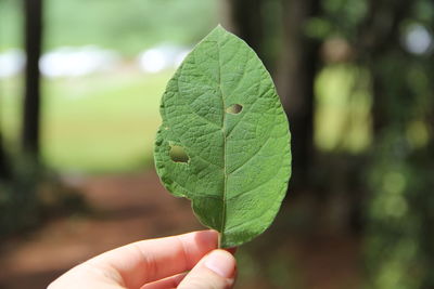 Close-up of hand holding leaf