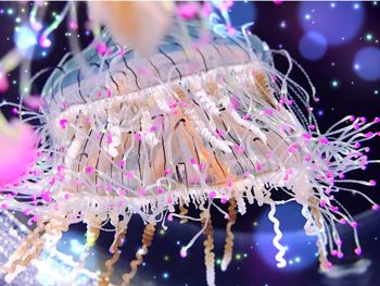 Close-up of multi colored lights