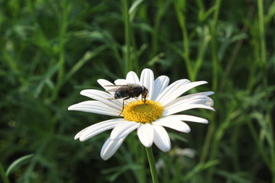 Close-up of insect on flower