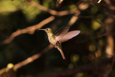 Close-up of bird flying