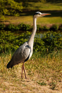 Gray heron standing on field