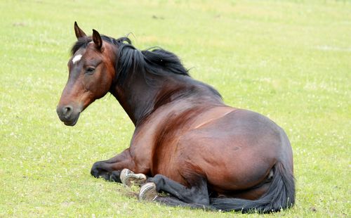 Horses on grassy field