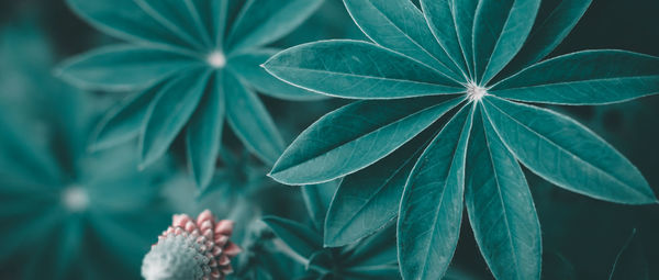 High angle view of plant