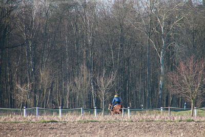 Rear view of man riding horse in forest