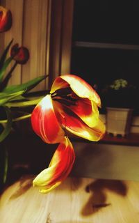 Close-up of day lily