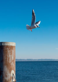 Seagull flying over sea against clear blue sky