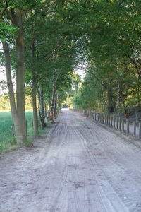 Empty road amidst trees in forest