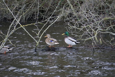 Birds in a lake