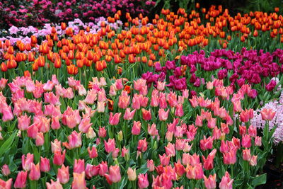 Full frame shot of pink tulips on field