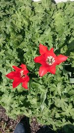 Close-up of red flowers