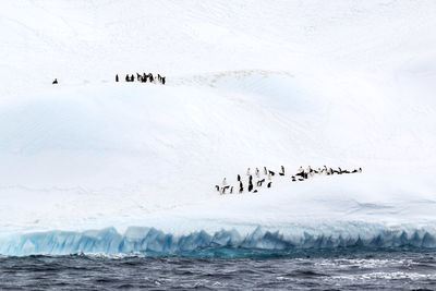 Flock of birds on sea during winter