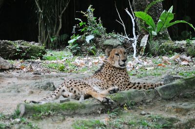 Portrait of tiger sitting on plants