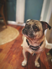 Close-up of dog looking away